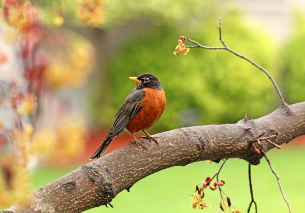 Spring American Robin by Deb Oppermann